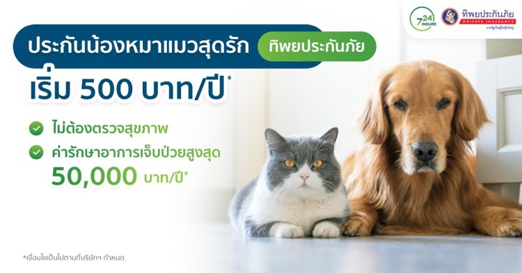 ประกันน้องหมาแมว ทิพยประกันภัย