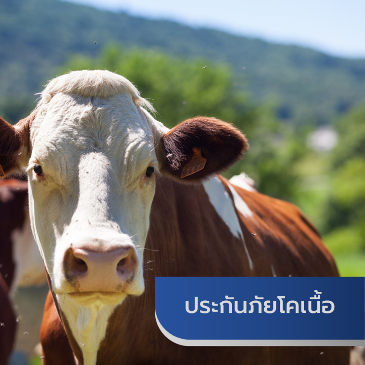 ประกันภัยโคเนื้อ