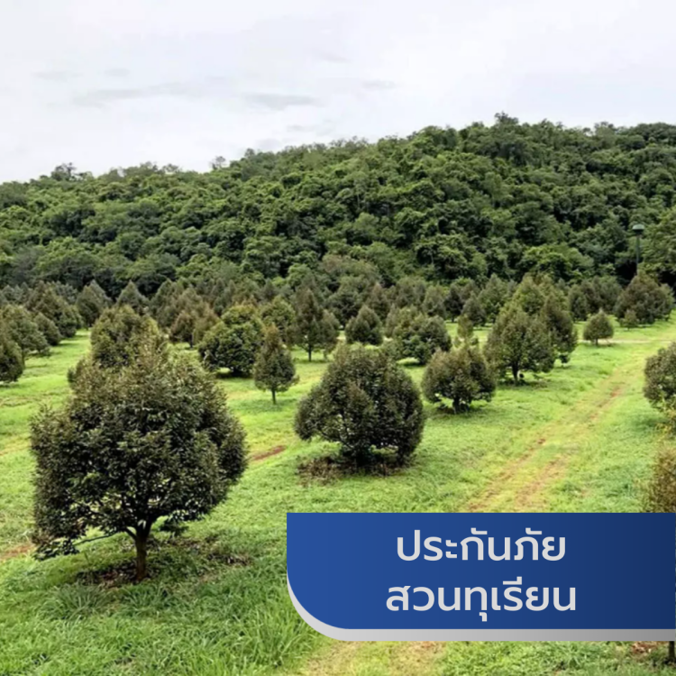 ประกันภัยสวนทุเรียน