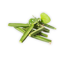 เพชรสังฆาต