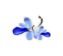 อัคคีทวาร