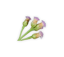 ต้นขลู่