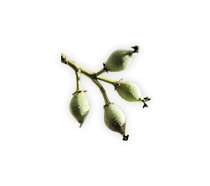 มะคำไก่