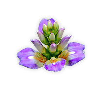 เหงือกปลาหมอ