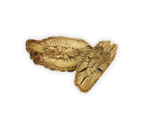 เถาสะท้าน