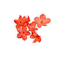  เจตมูลเพลิงแดง