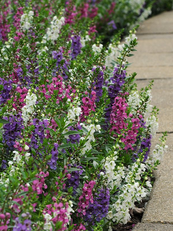 Angelonia Mix