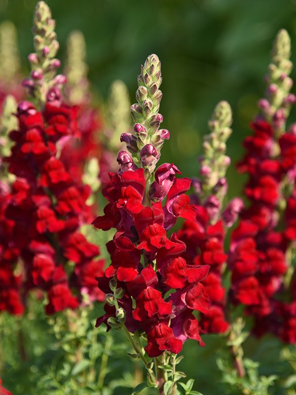 Antirrhinum Red