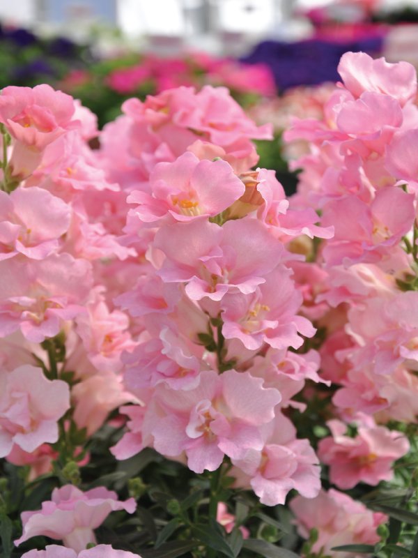 Antirrhinum Rose