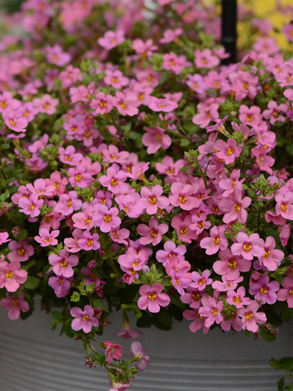 Bacopa Pink