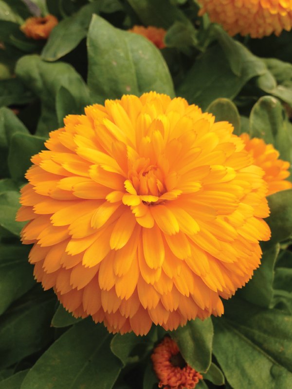 Calendula Costa Orange