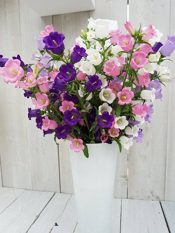 Campanula Mix