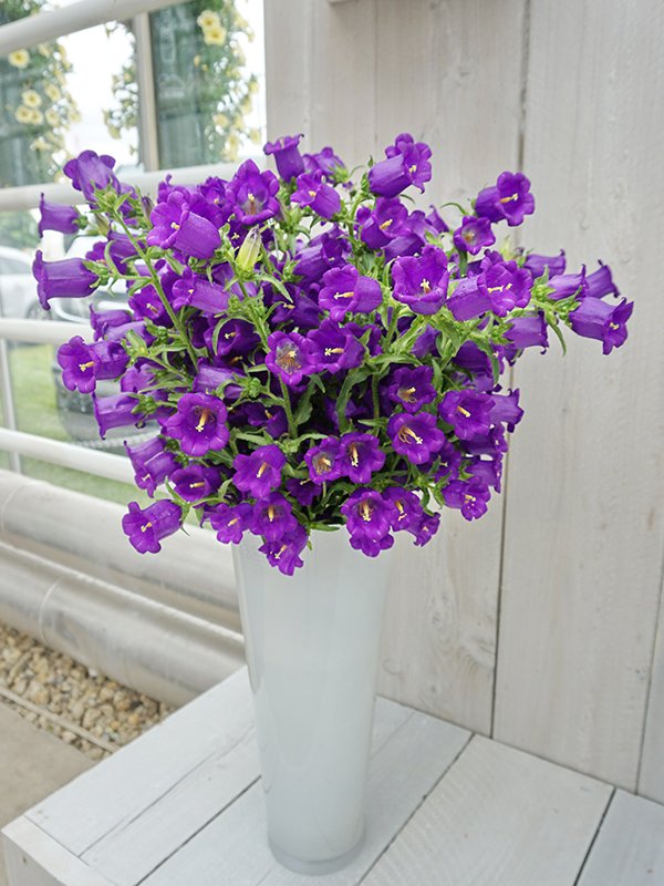 Campanula Blue