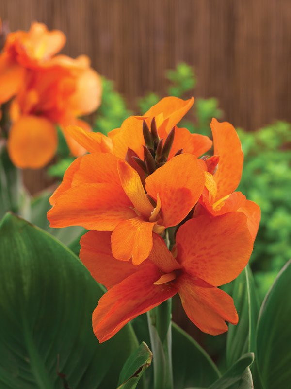 Canna Orange