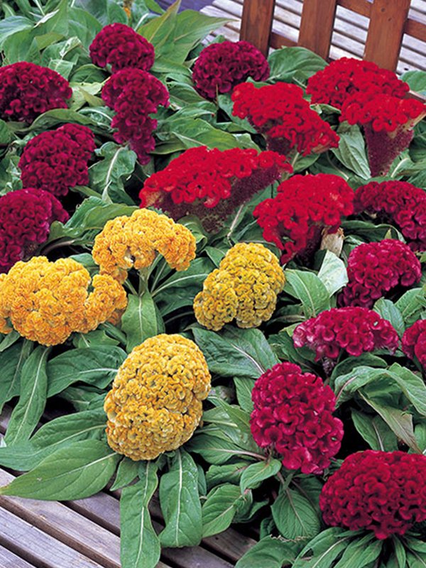 Celosia Cristata Armor Mix