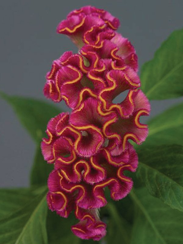 Celosia Cristata Rose