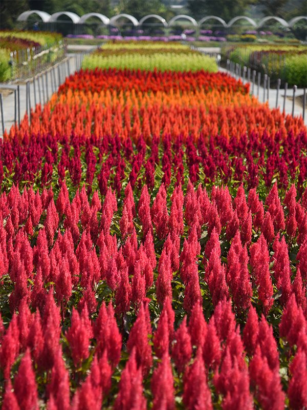 Celosia Plumosa Century Mix