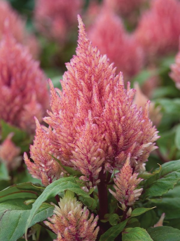 Celosia Plumosa Dargon's Beth Smart Look Romantica