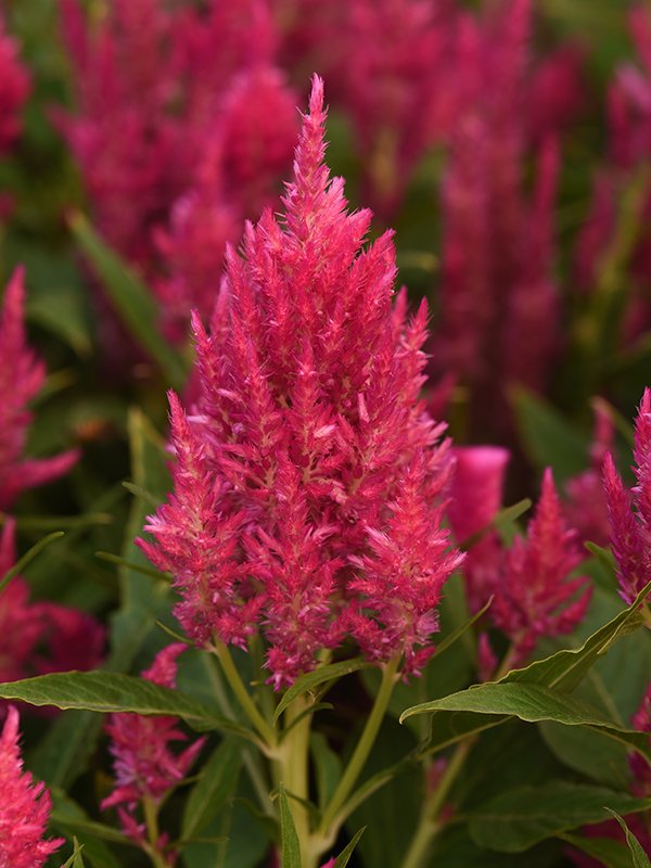 Celosia Plumosa Bright lPink