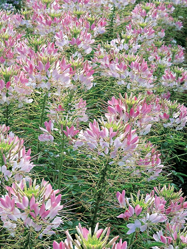 Cleome Sparkler Brush