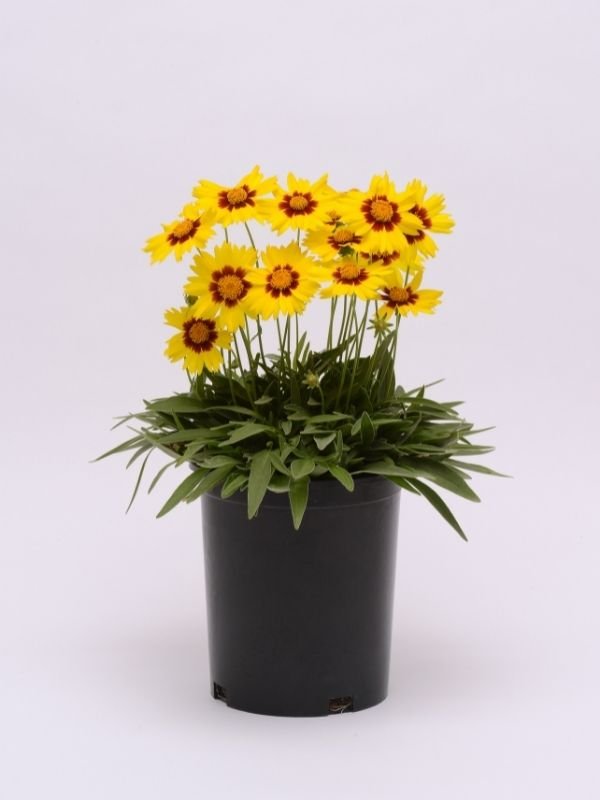 Coreopsis