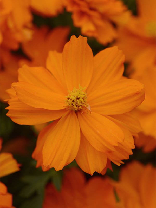  Cosmos Mandarin