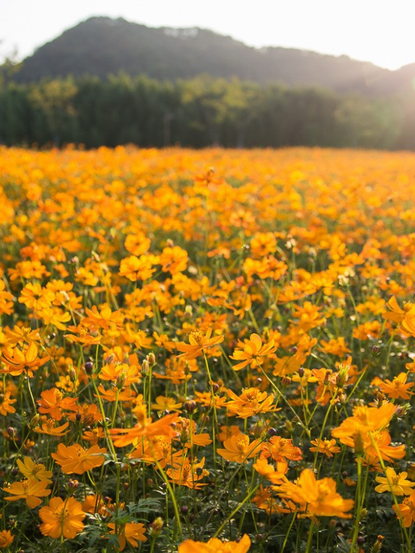 Cosmos Bright Light Mix