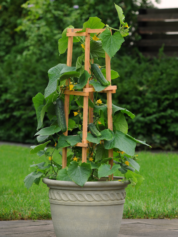 Cucumber Patio Snacker