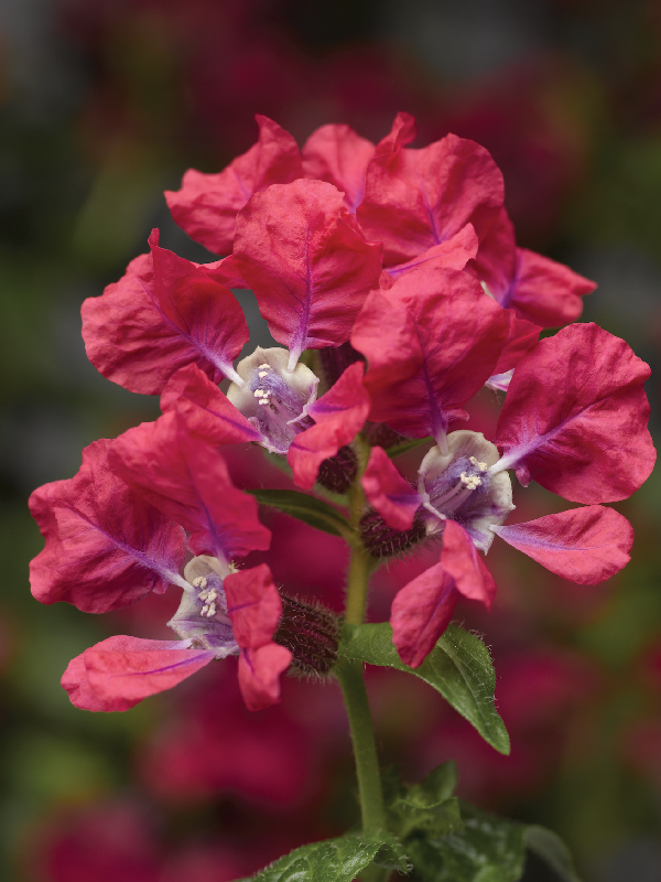 Cuphea Sriracha Rose