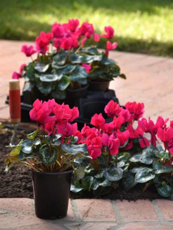 Cyclamen Dreamscape 
