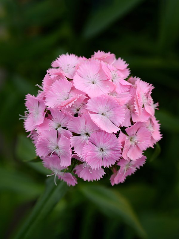 Dianthus Pink