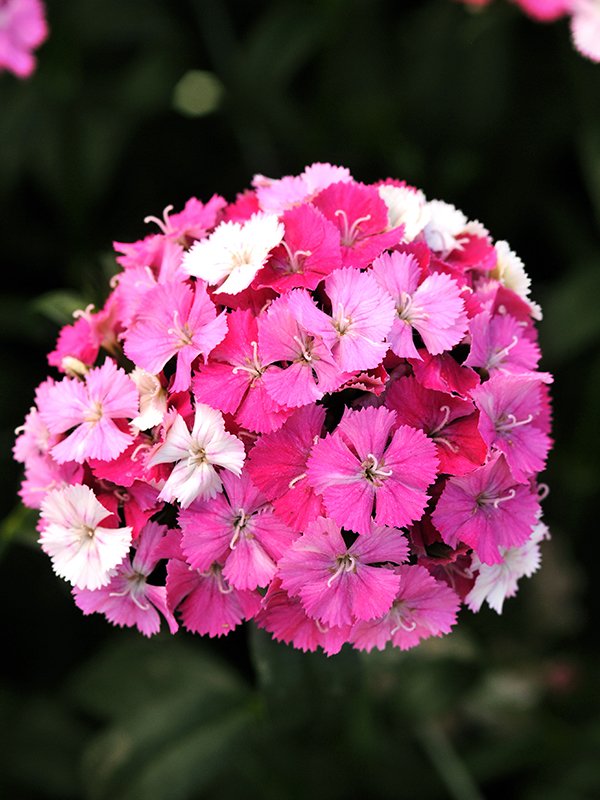 Dianthus Neon Rose Magic