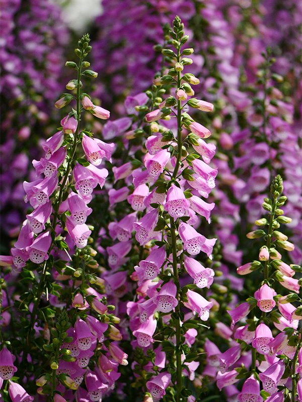 Digitalis Panther Pink