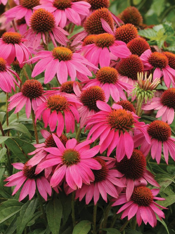 Echinacea Powwow Wind Berry