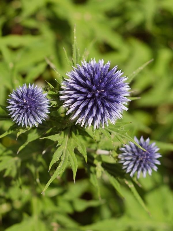 Echinops