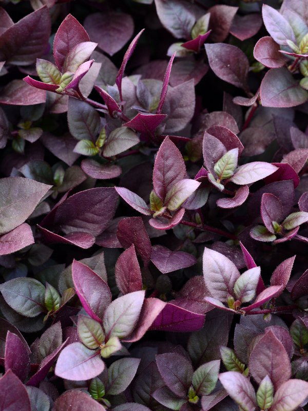 Alternanthera Purple Prince
