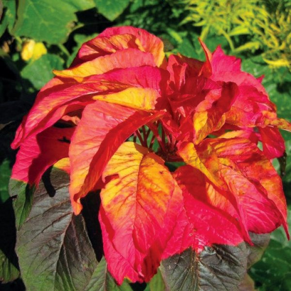 Amaranthus Illumination