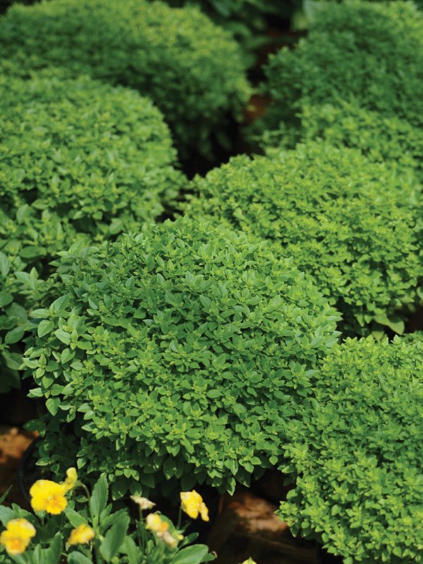 Herb Ornamental Aristotle Herb Ornamental Aristotle