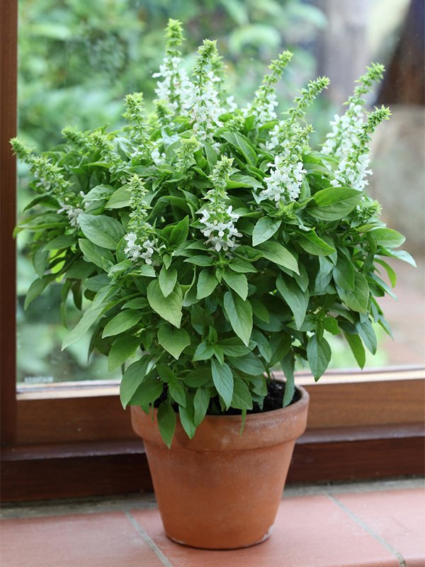 Herb Ornamental Floral Spires White Herb Ornamental Floral Spires White