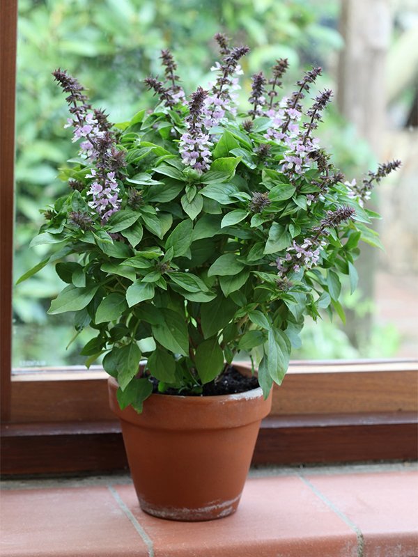 Herb Ornamental Floral Spires Lavender Herb Ornamental Floral Spires Lavender