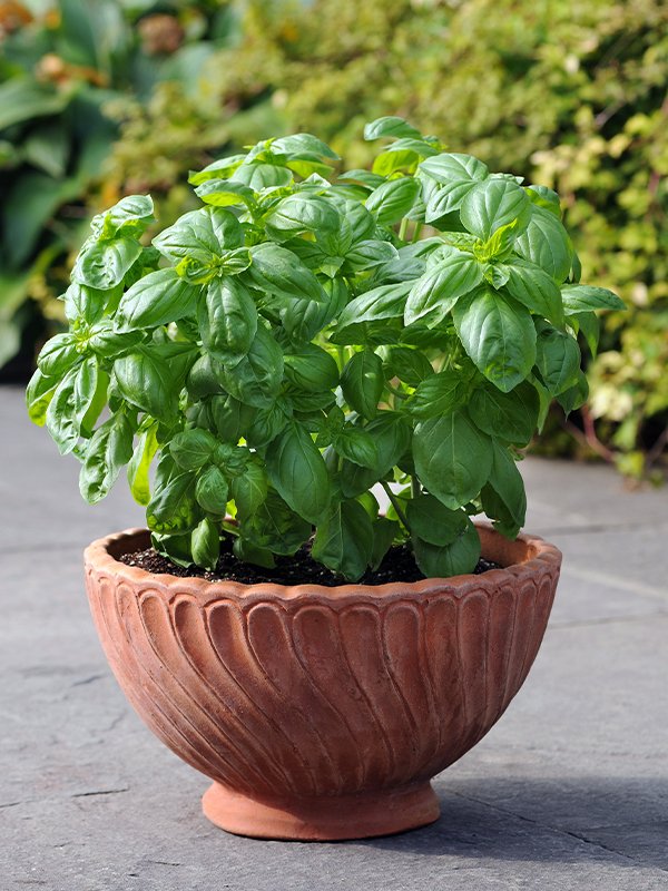 Dolce Fresca Dolce Fresca