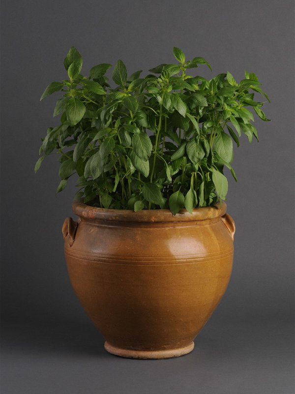 Herb Ornamental Sweet Dani Lemon Herb Ornamental Sweet Dani Lemon