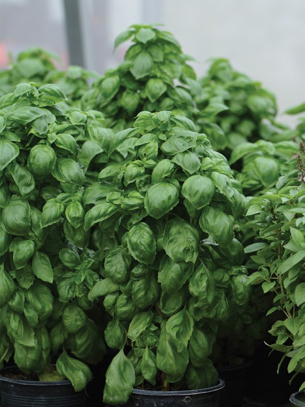 Herb Ornamental Everleaf Genovese