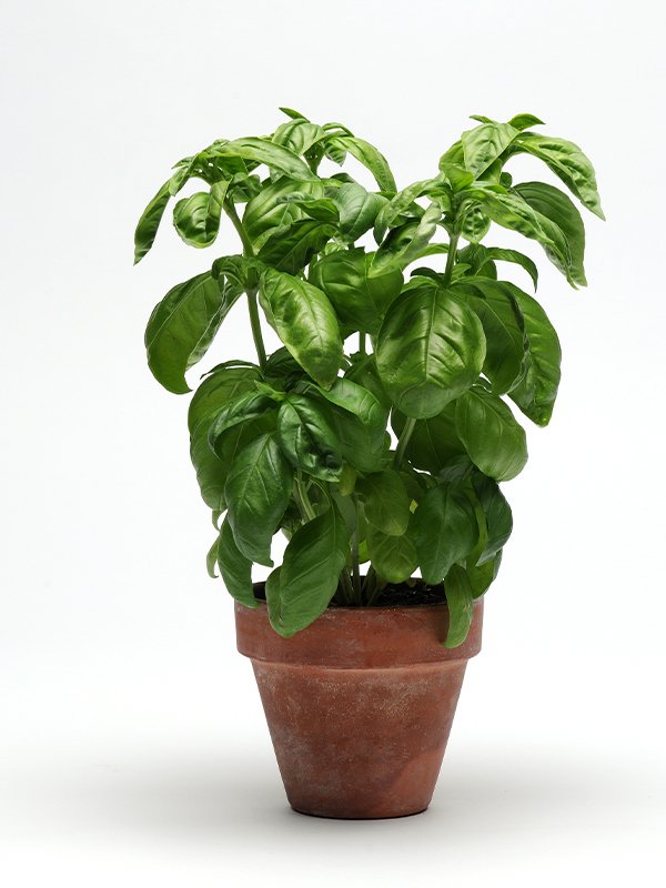 Basil Basil