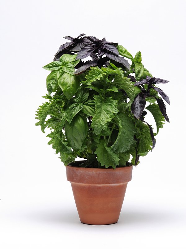 Try Basil