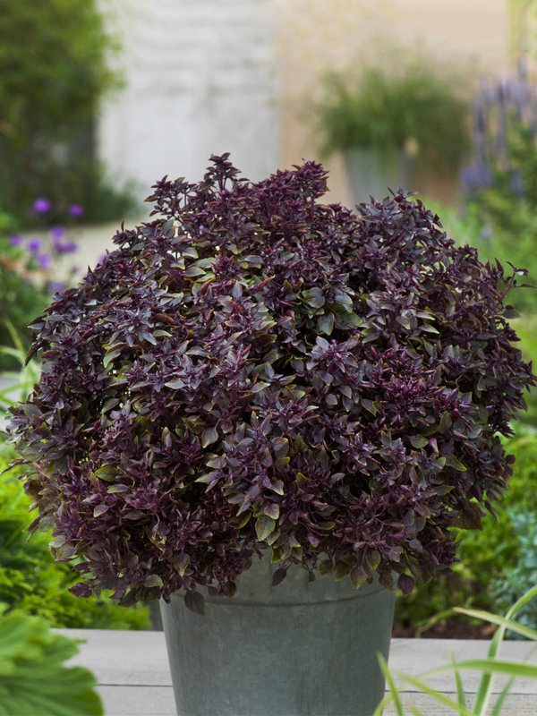 Herb Ornamental Purple Ball