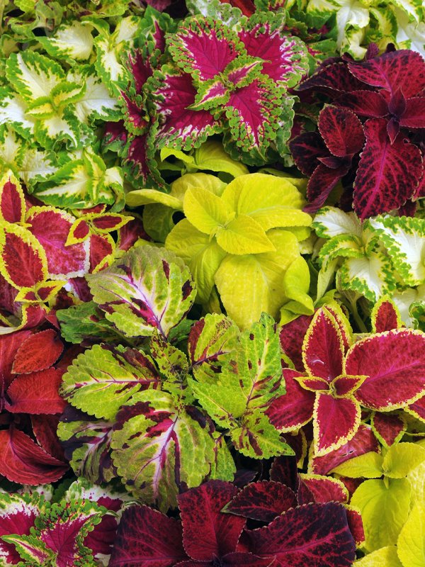 Coleus Wizard Mix