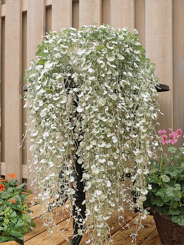 Dichondra Silver Falls