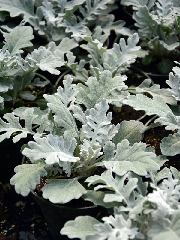 Dusty Miller Quicksilver