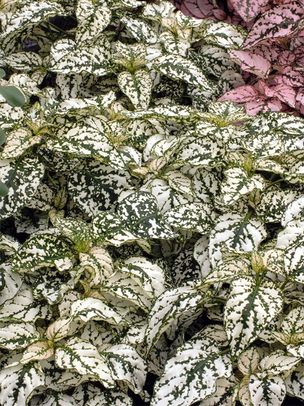 Hypoestes White Splash